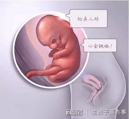 供卵联系方式